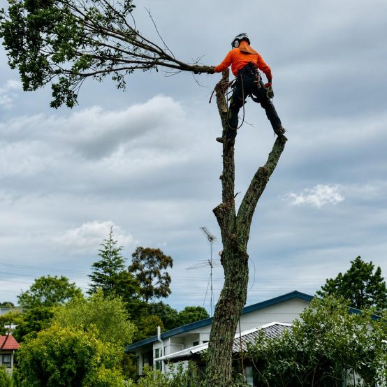 Emergency Tree Service Logan