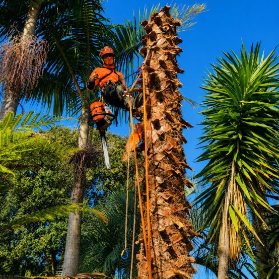 Palm Tree Removal Logan
